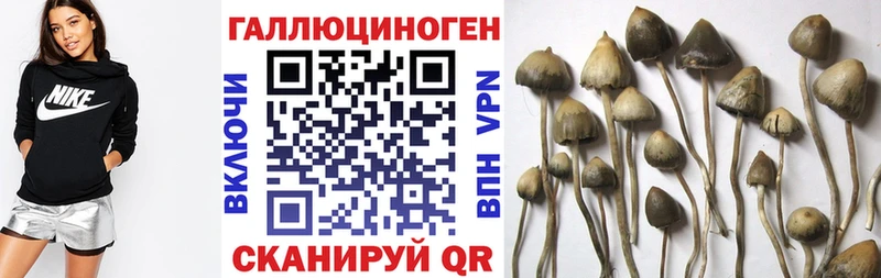 сколько стоит  Высоковск  Псилоцибиновые грибы GOLDEN TEACHER 